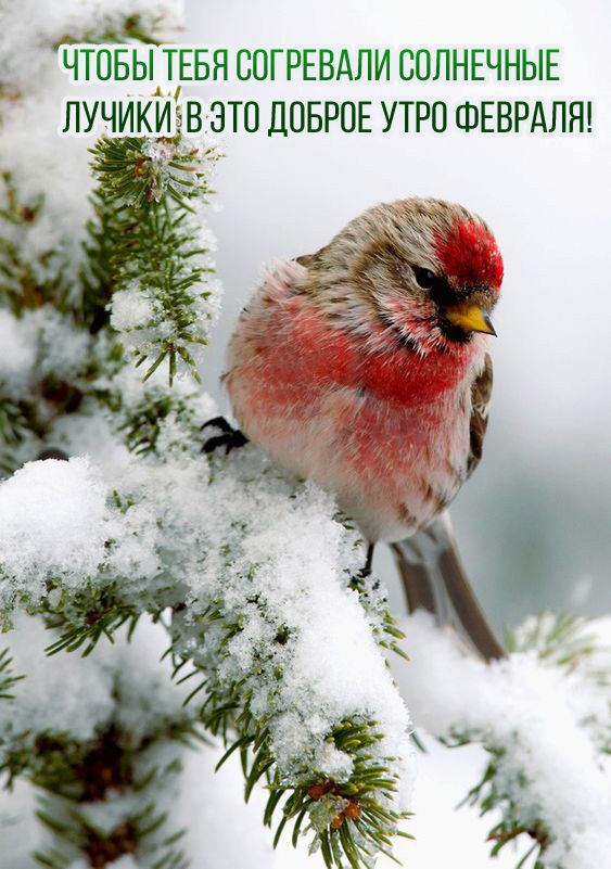 Чтобы тебя согревали солнечные лучики в это доброе утро февраля!