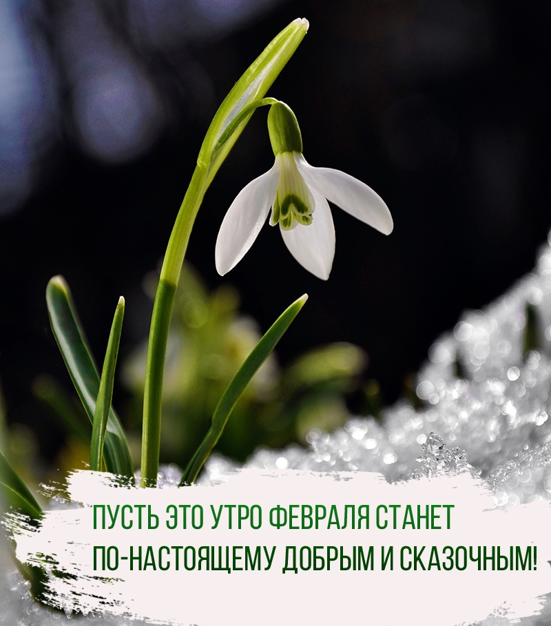 Пусть это утро февраля станет по-настоящему добрым и сказочным!