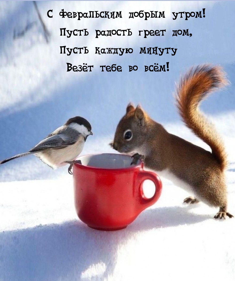 С февральским добрым утром! Пусть радость греет дом