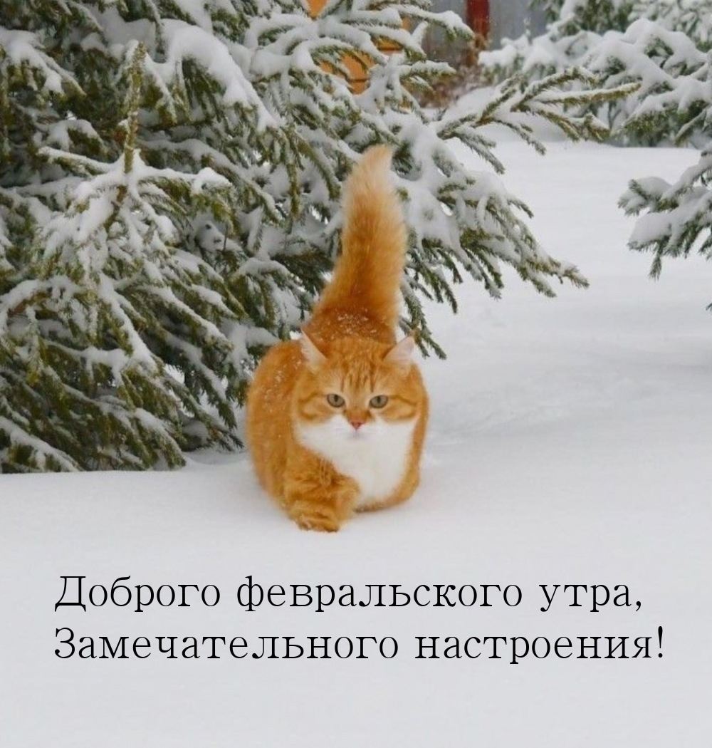 Доброго февральского утра, замечательного настроения!