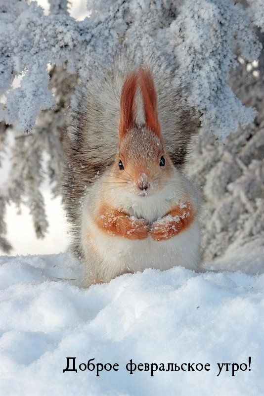 Доброе февральское утро!