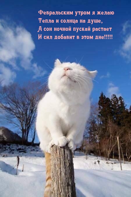 Февральским утром я желаю тепла и солнца на душе