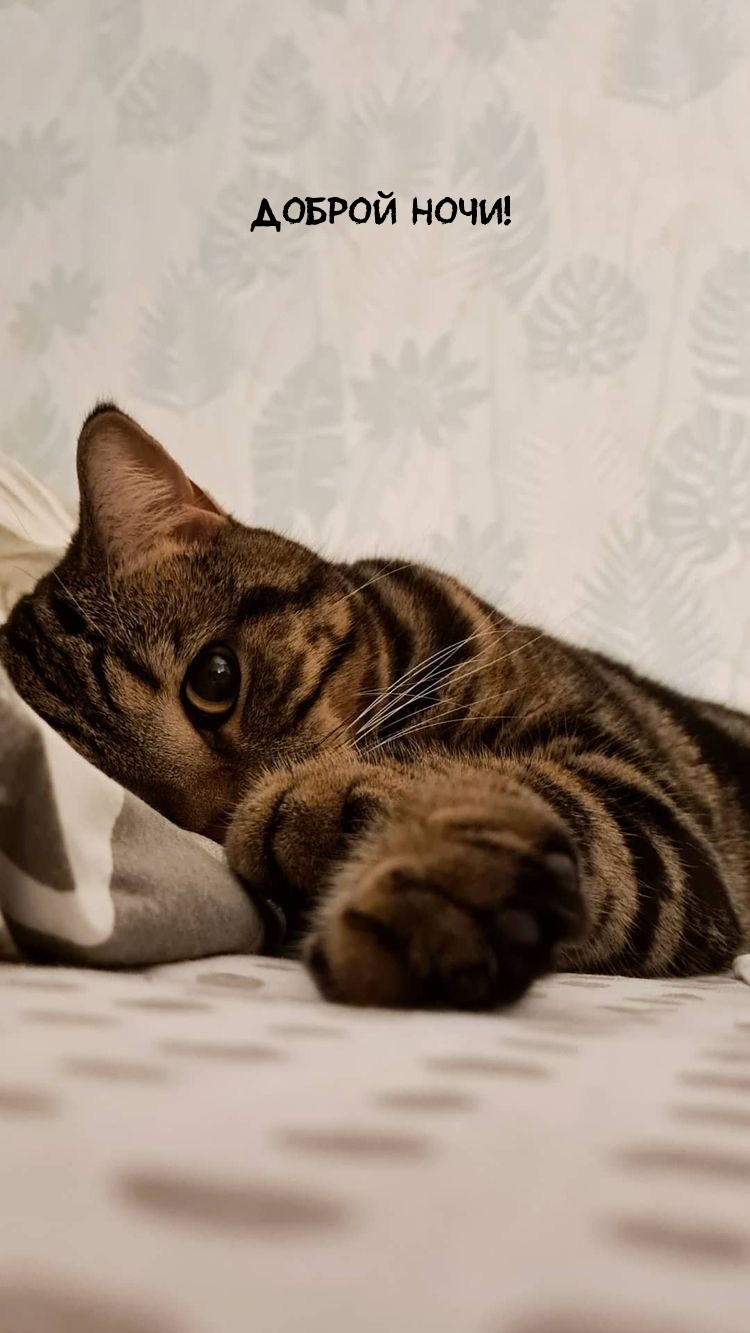 Доброй ночи!
