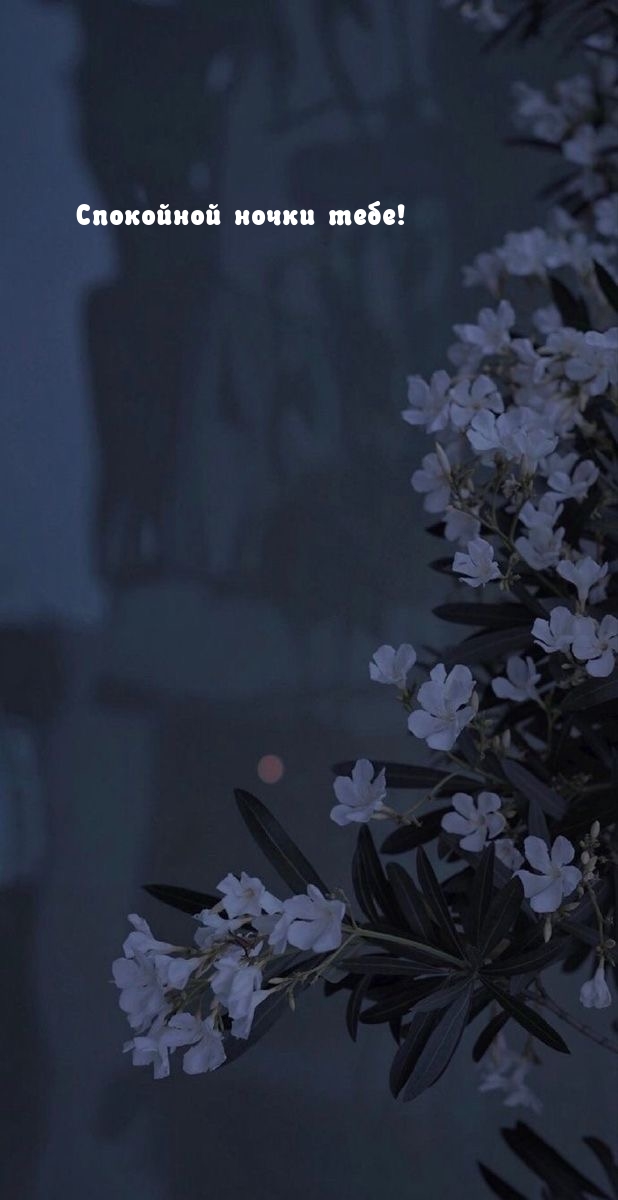 Спокойной ночки тебе!
