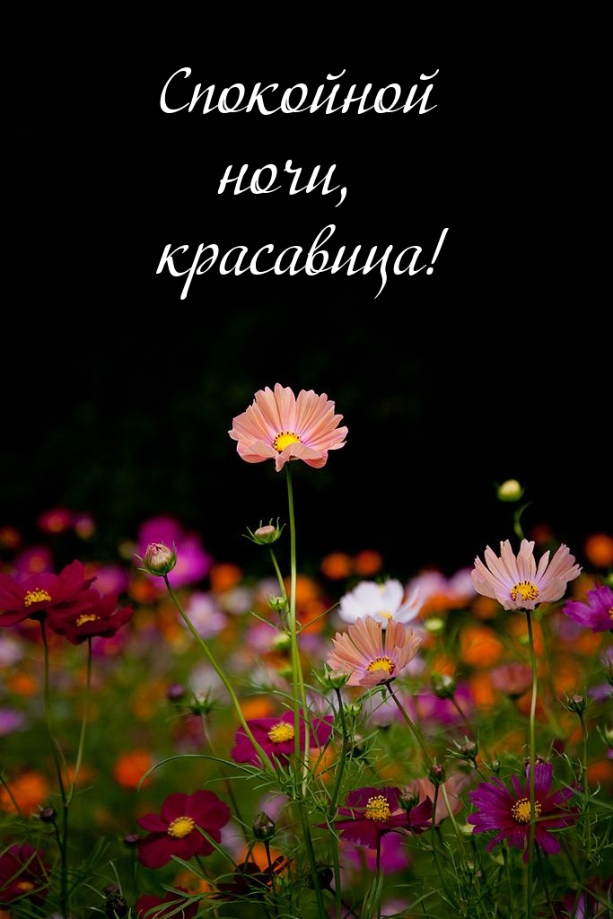Спокойной ночи, красавица!