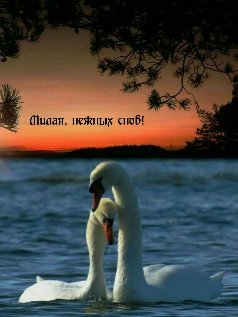 Милая, нежных снов!
