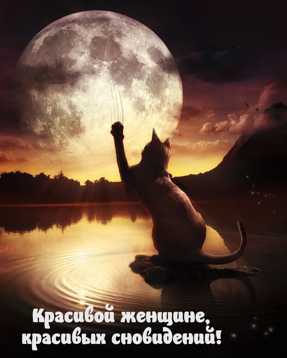 Красивой женщине, красивых сновидений!