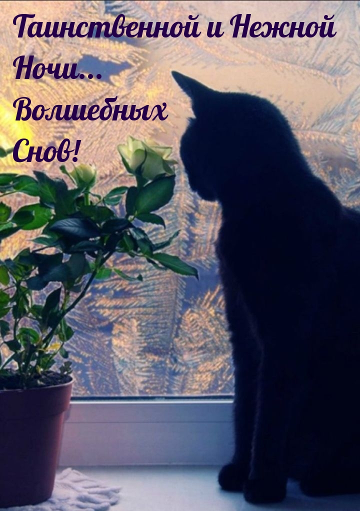 Таинственной и Нежной Ночи... Волшебных Снов!