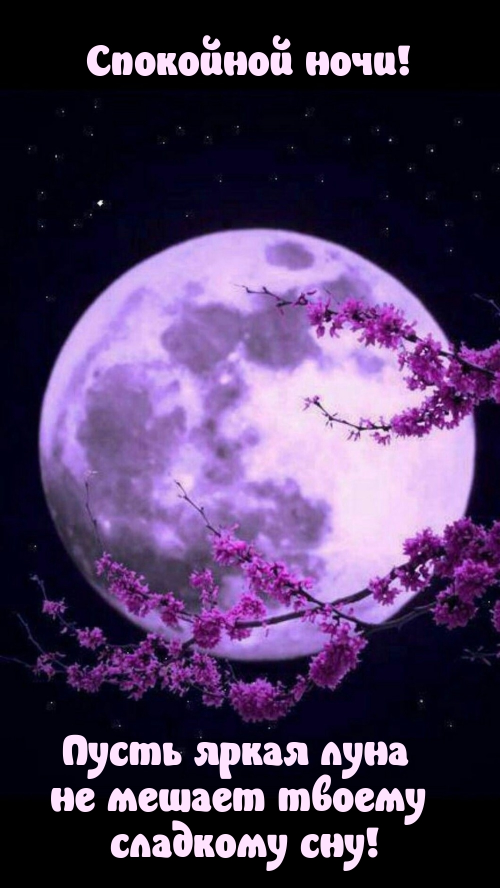 Спокойной ночи! Пусть яркая луна не мешает твоему сладкому сну!