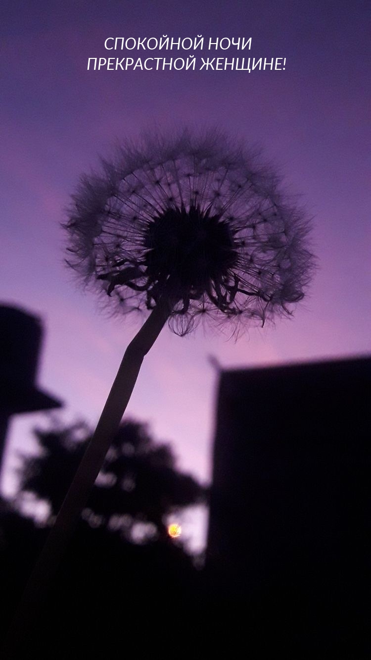 Спокойной ночи! Прекрасной женщине