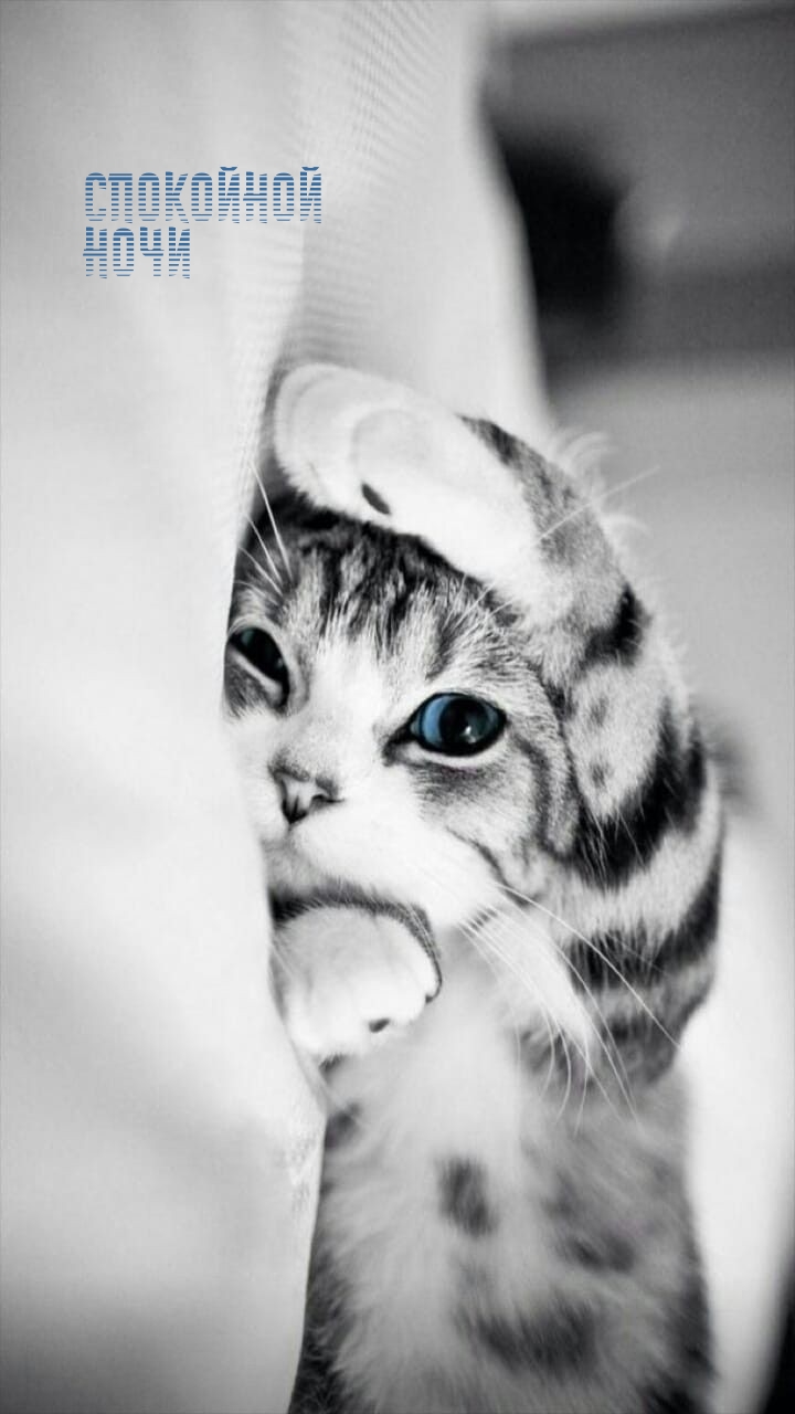 Спокойной Ночи