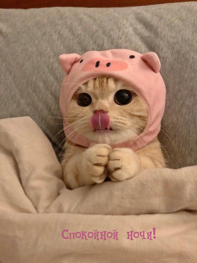Спокойной ночи!
