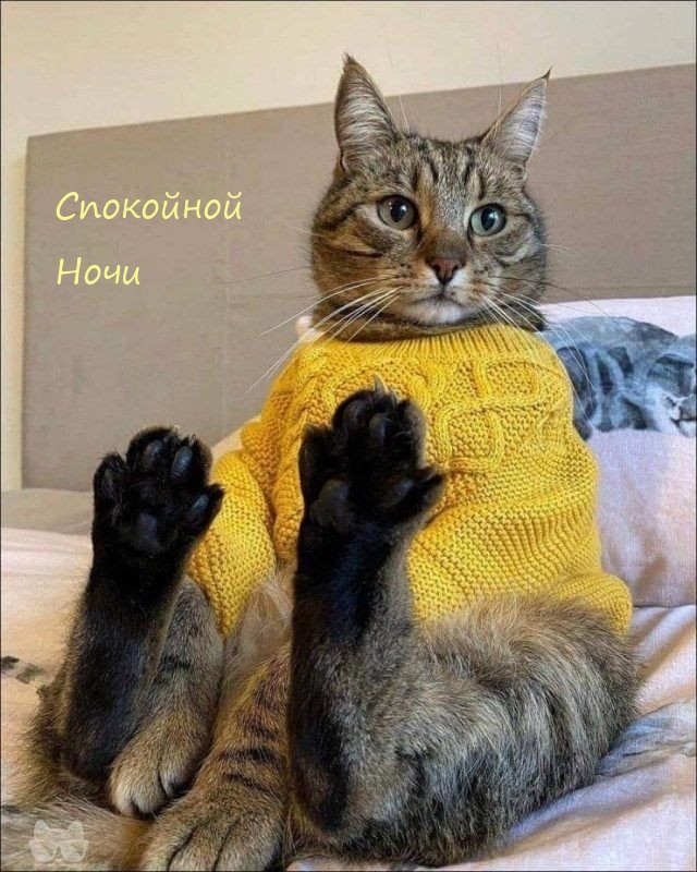 Спокойной Ночи