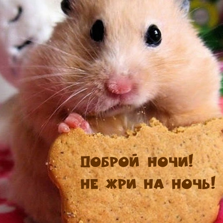 Доброй ночи! Не жри на ночь! :)
