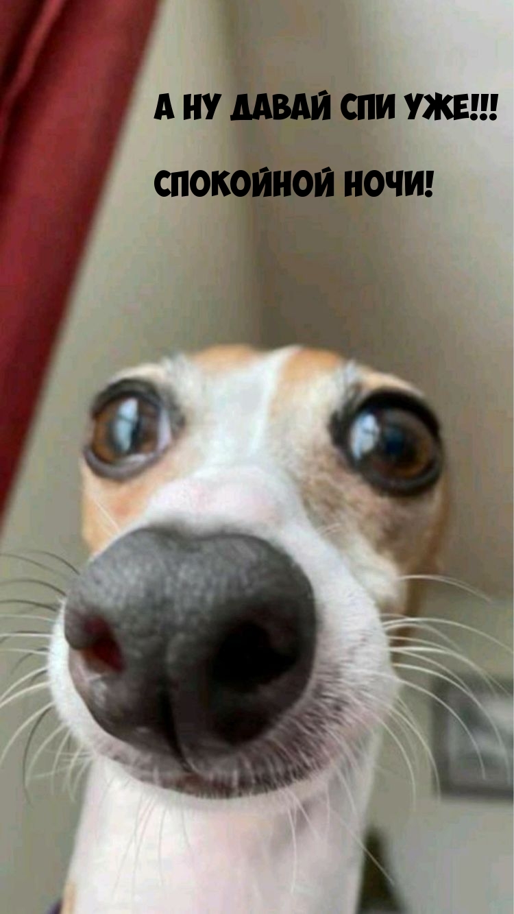 А ну давай спи уже! Спокойной ночи!