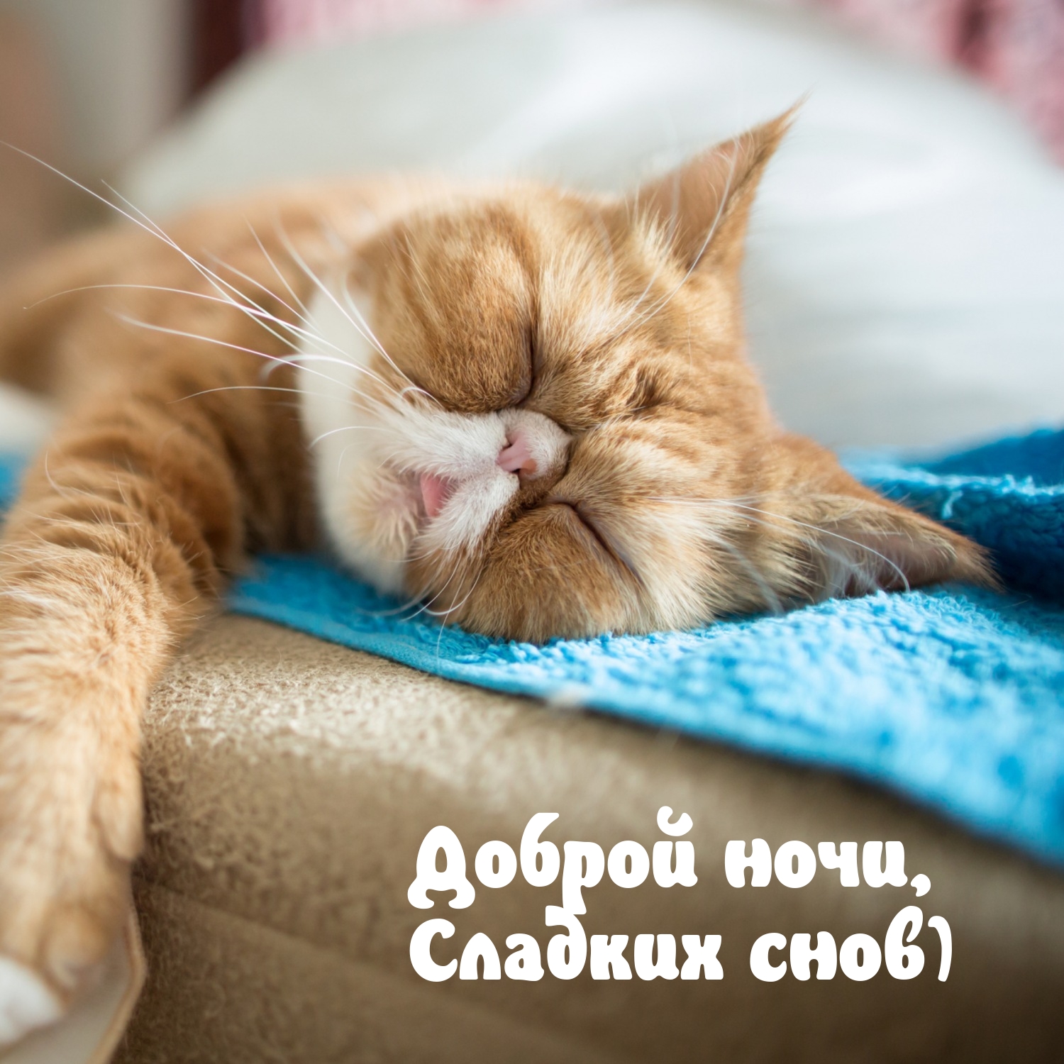 Доброй ночи, Сладких снов)