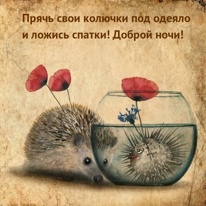Прячь свои колючки под одеяло и ложись спатки! Доброй ночи!