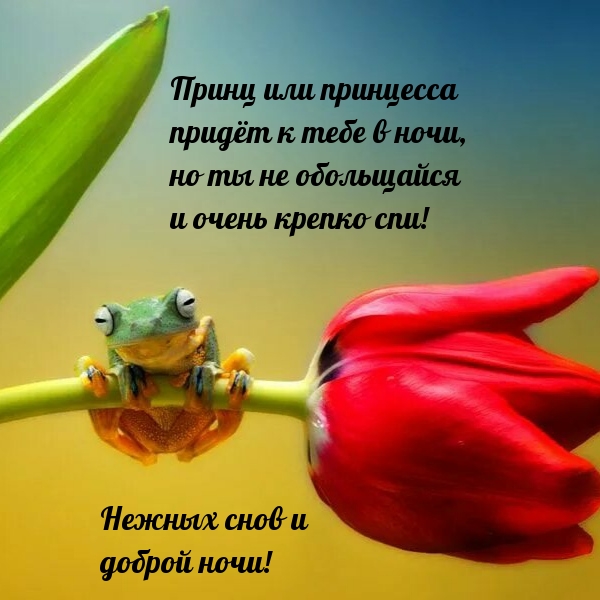 Нежных снов и доброй ночи!