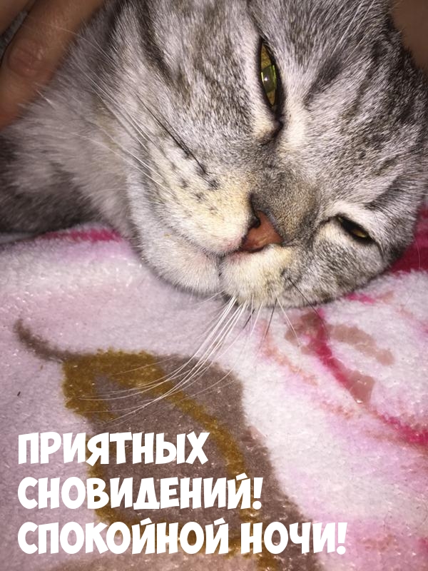 Приятных сновидений! Спокойной ночи!