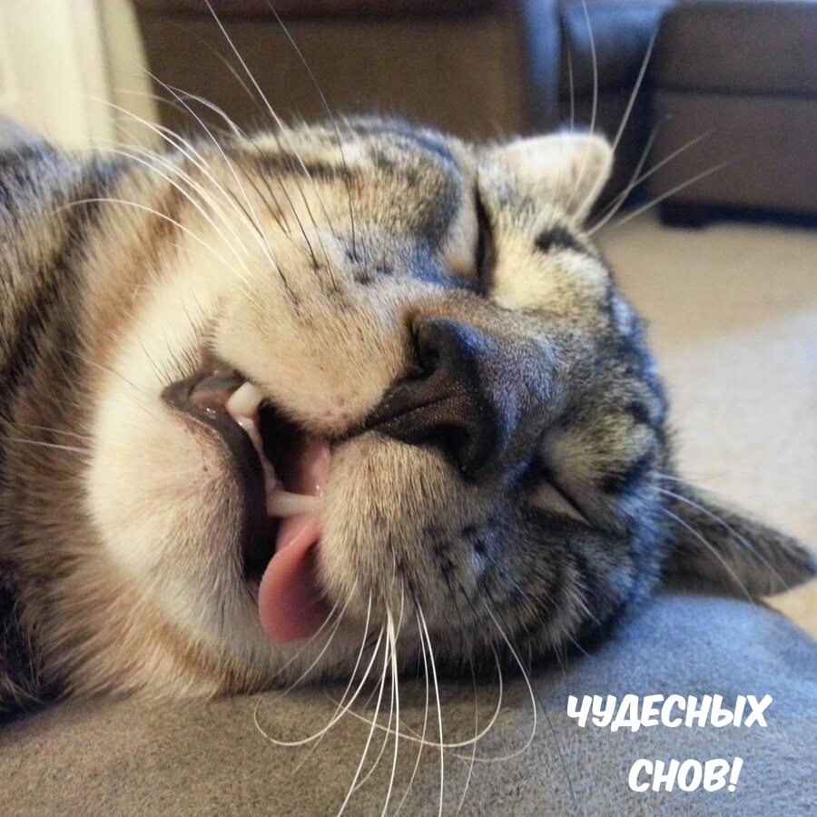Чудесных снов!