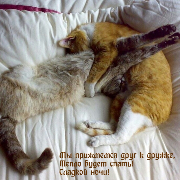 Мы прижмемся друг к дружке, Тепло будет спать! Сладкой ночи!