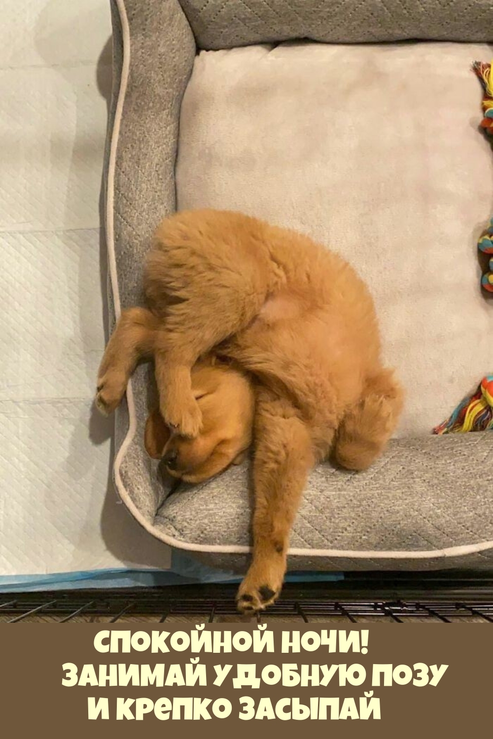 Спокойной ночи! Занимай удобную позу и крепко засыпай