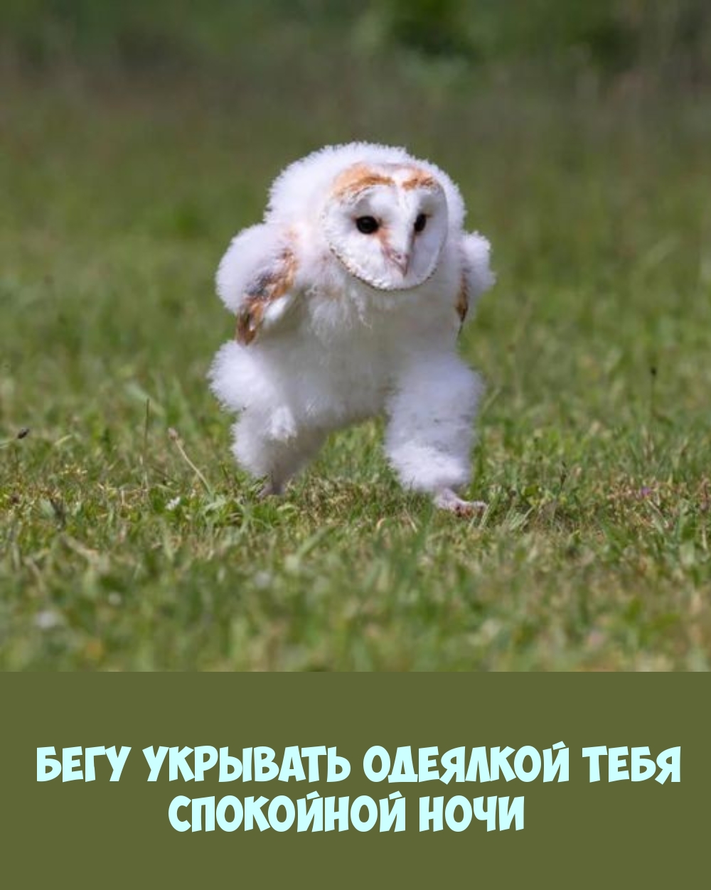 Бегу укрывать одеялкой тебя Спокойной ночи