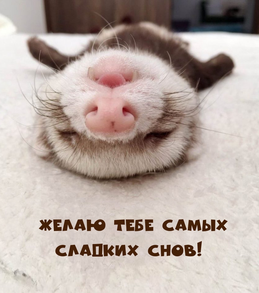 Желаю тебе самых Сладких снов!