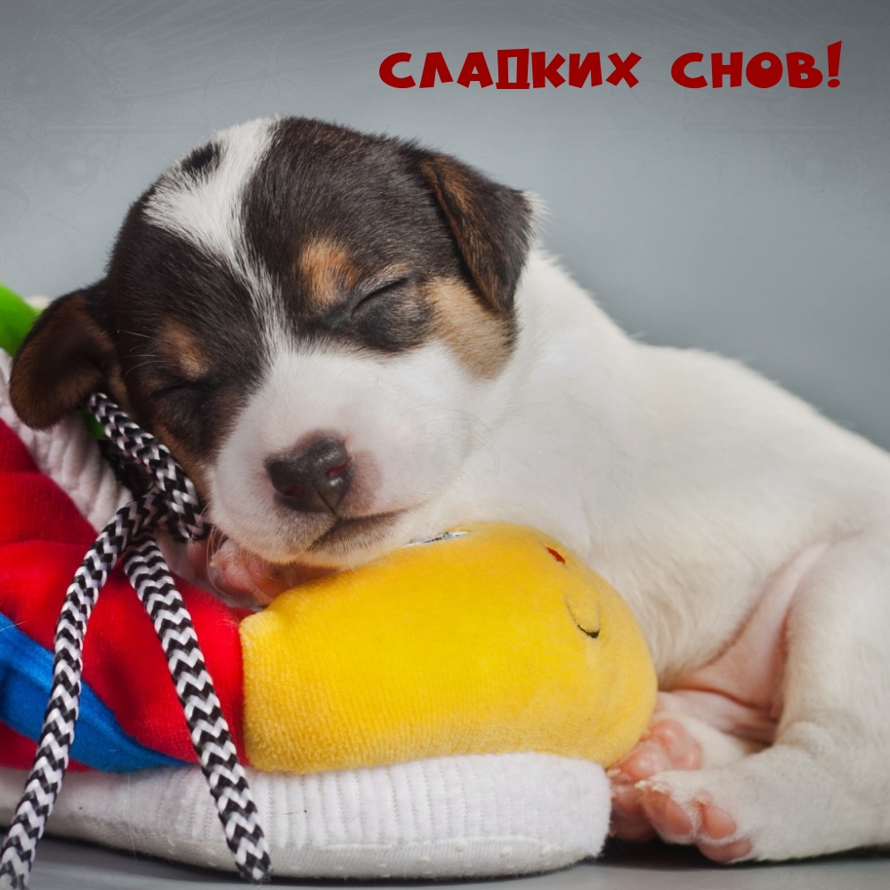 Сладких снов!