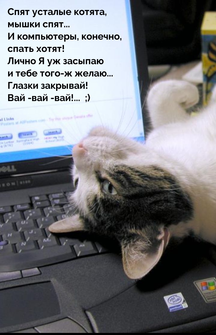 Спят усталые котята, мышки спят...