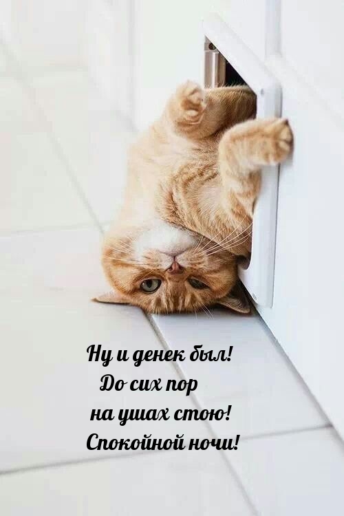 До сих пор на ушах стою! Спокойной ночи!
