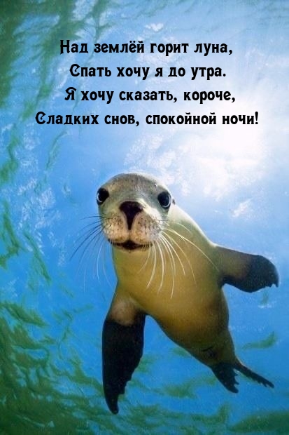 Сладких снов, спокойной ночи! Над землёй горит луна