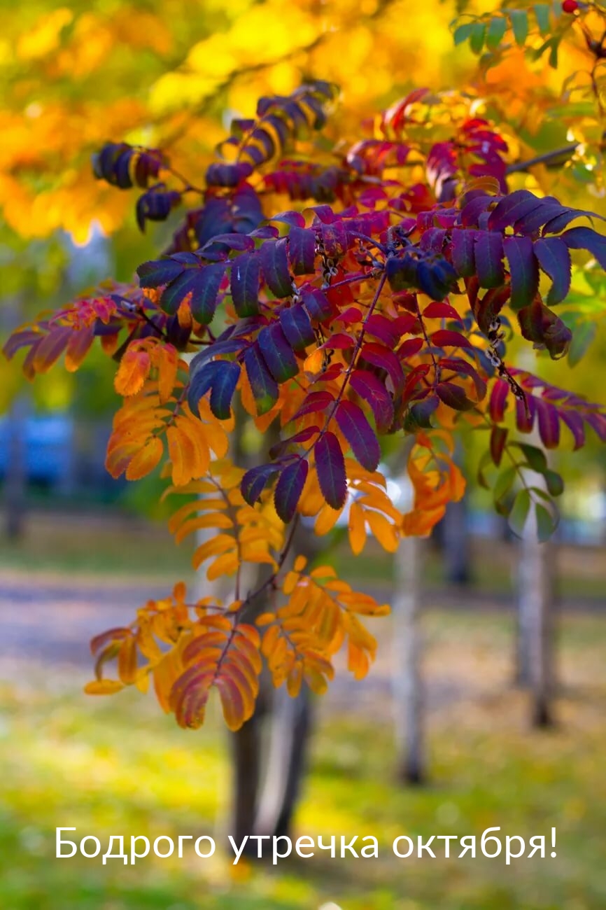 Бодрого утречка октября!