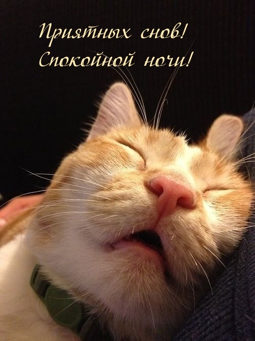 Приятных снов! Спокойной ночи!