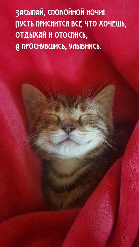 Засыпай, спокойной ночи! Пусть приснится все, что хочешь