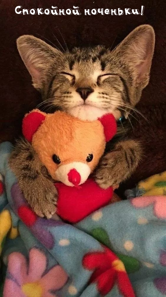 Спокойной ноченьки от котеньки!