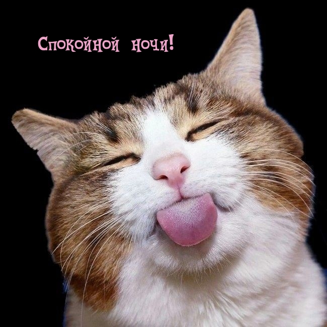 Спокойной ночи от котика с языком!
