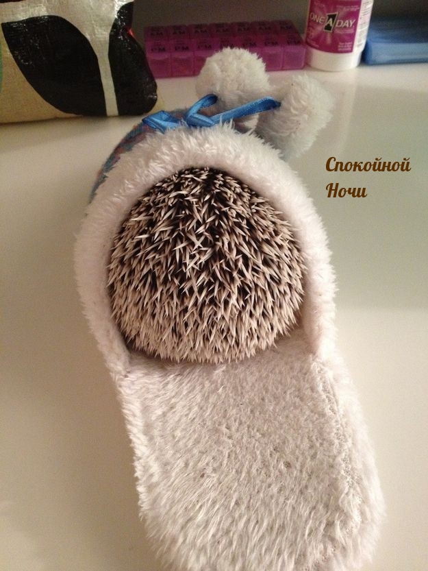Спокойной ночи от ежа в тапке.