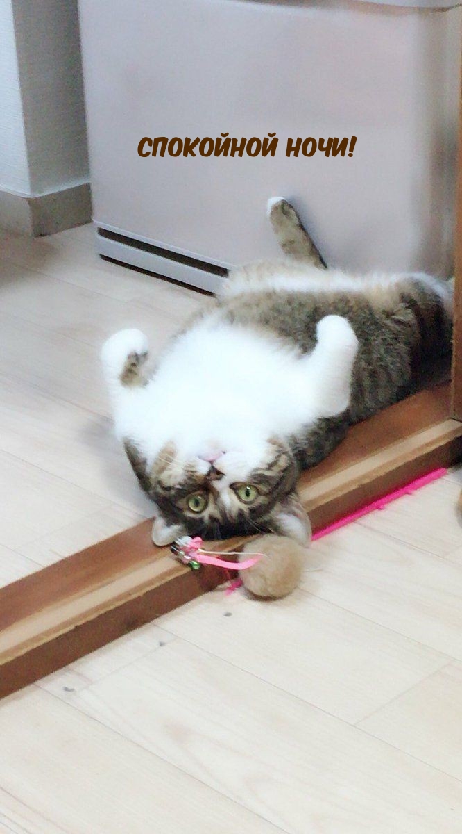 Спокойной ночи от котейки!