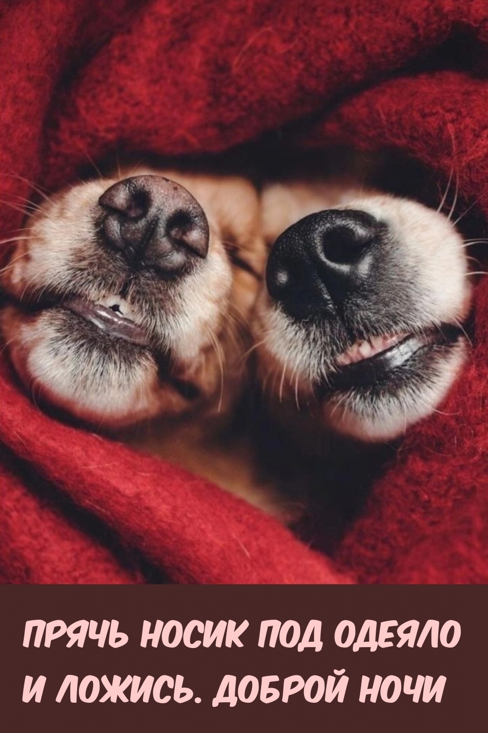 Прячь носик под одеяло и ложись. Доброй ночи