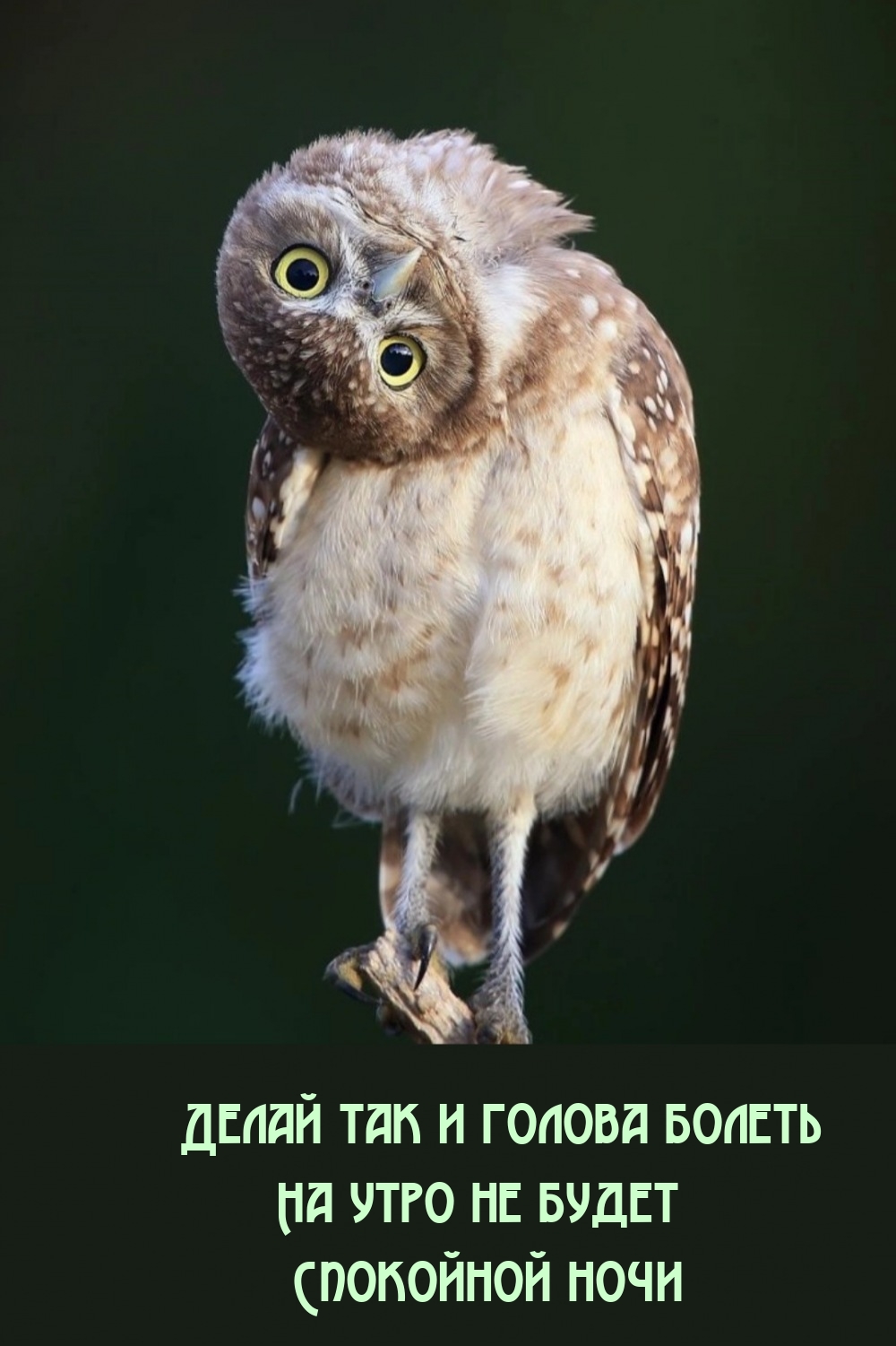 Делай так и голова болеть на утро не будет. Спокойной ночи
