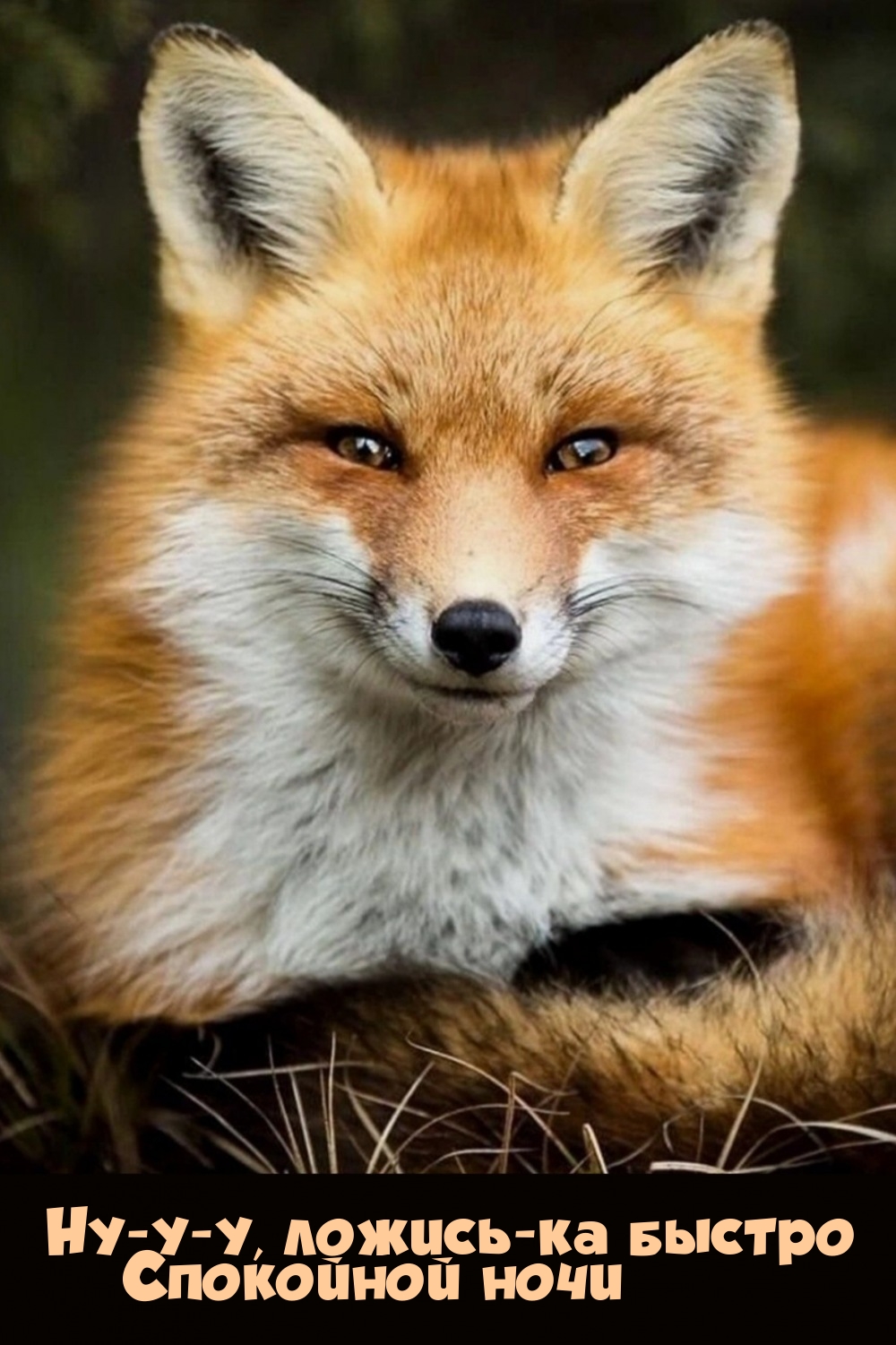 Ну-у-у, ложись-ка быстро. Спокойной ночи.
