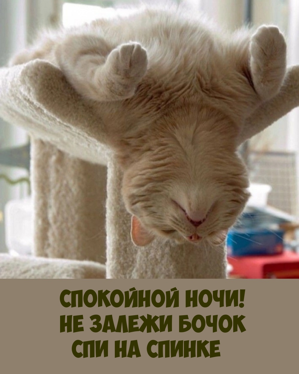 Спокойной ночи! Не залежи бочок. Спи на спинке.