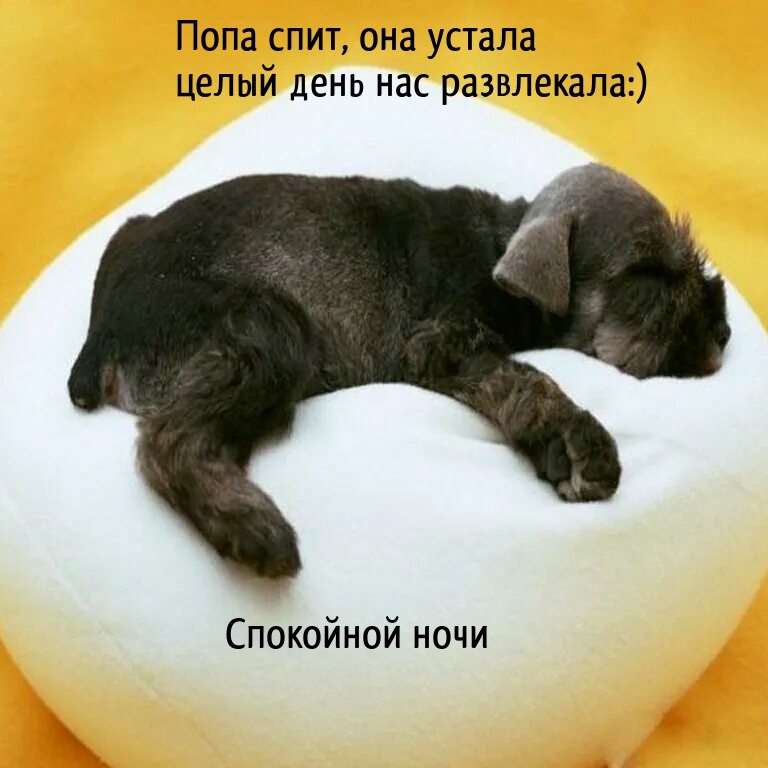 Попа спит, она устала целый день нас развлекала:)