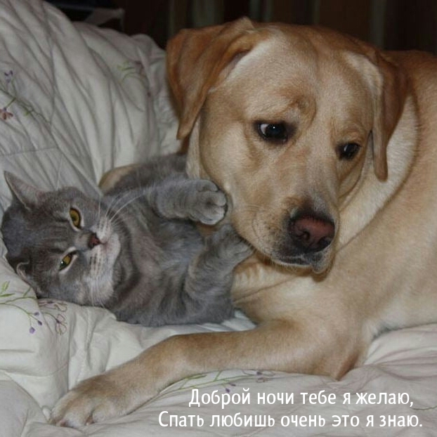 Доброй ночи тебе я желаю, спать любишь очень это я знаю.