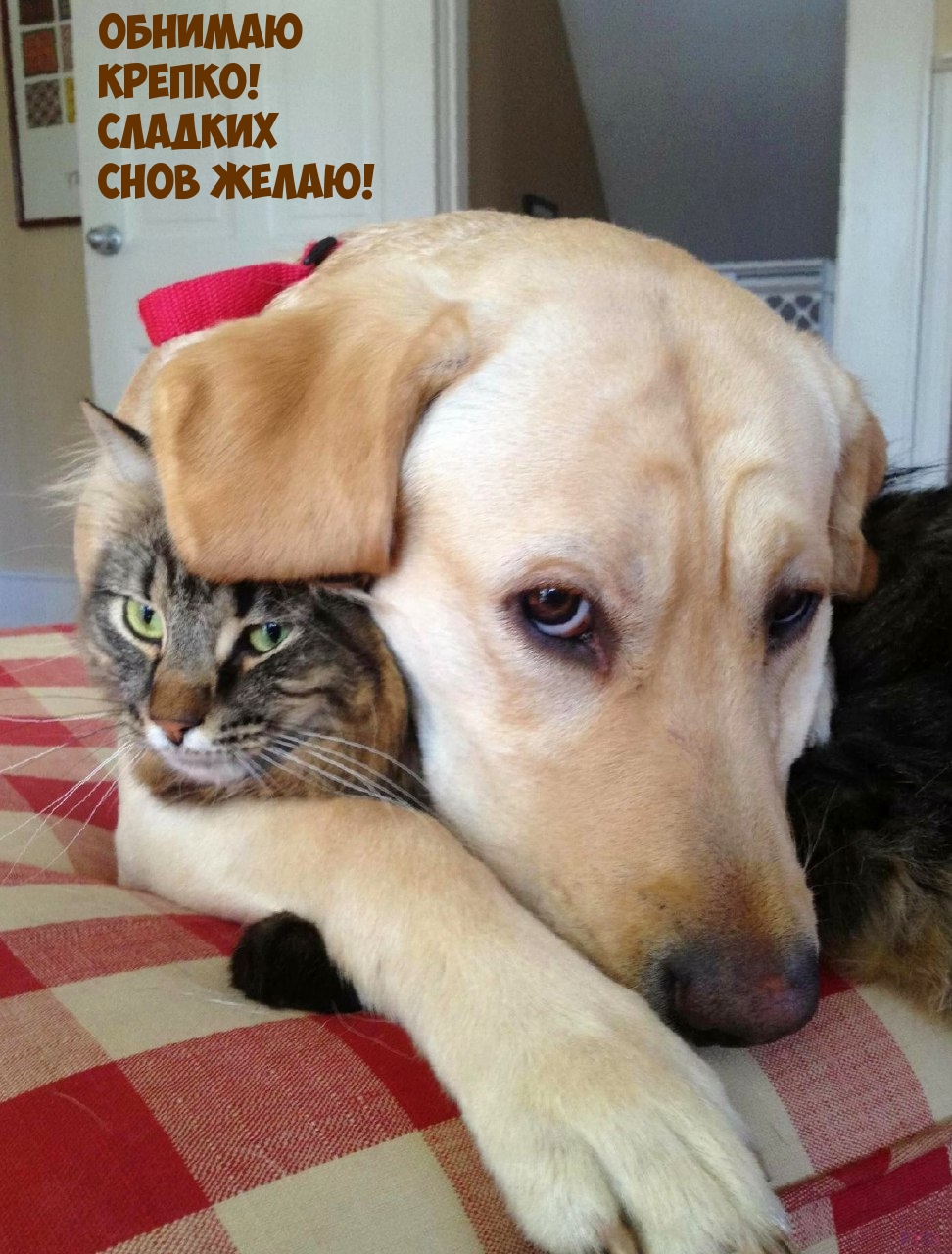 Обнимаю  крепко! Сладких  снов желаю!