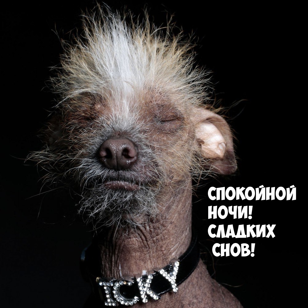 Спокойной ночи! Сладких снов!