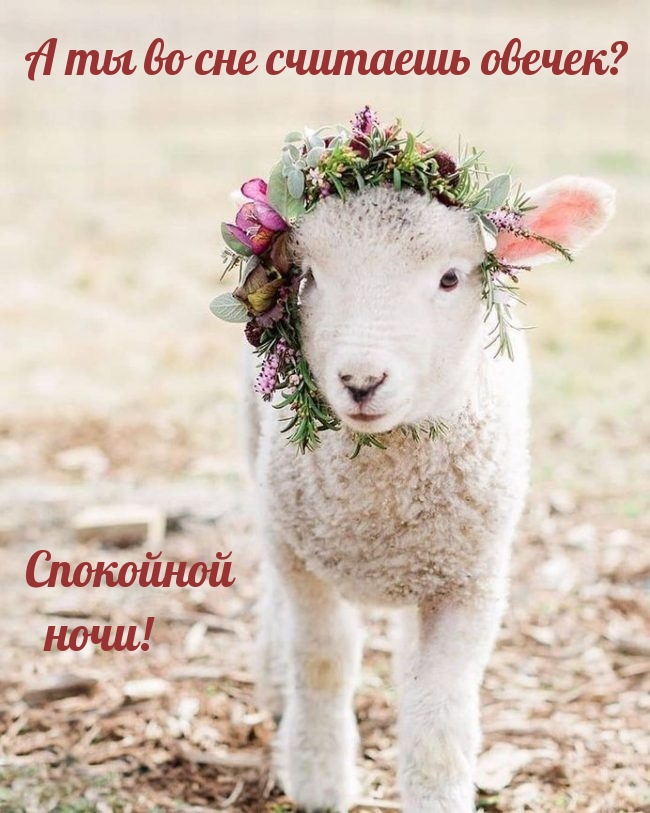А ты во сне считаешь овечек? Спокойной ночи!