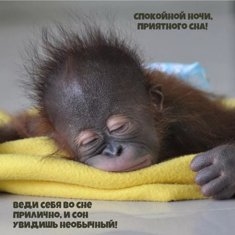 Веди себя во сне  прилично, и сон  увидишь необычный!