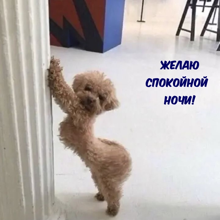 Желаю спокойной ночи.